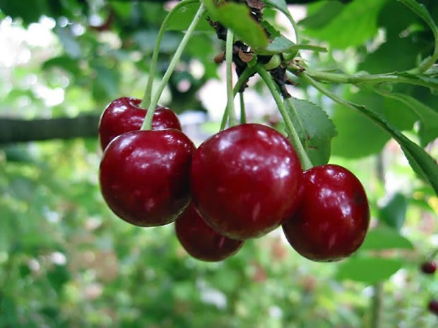 Variedades: Material de cerezo en Perú: cuatro controles antes de plantar o multiplicar