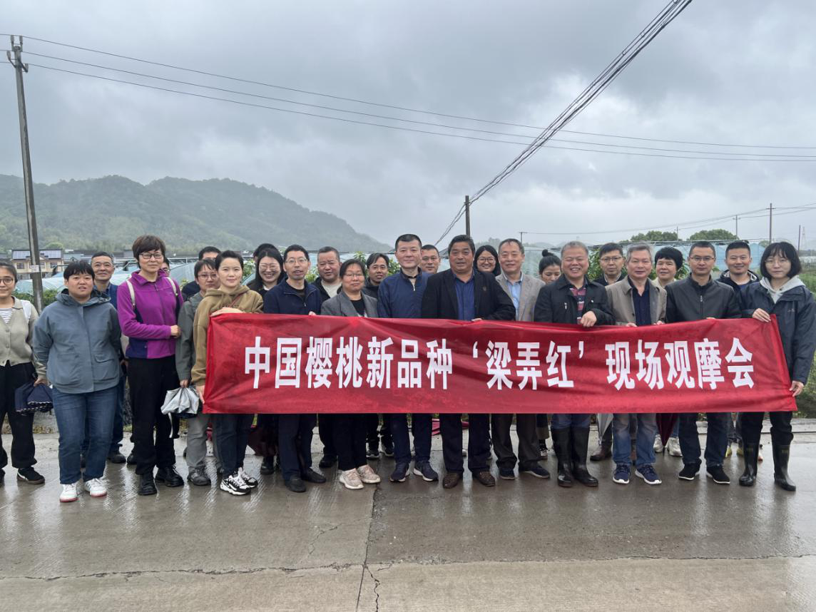 Variedades: 中国樱桃: cuatro decisiones de manejo que empiezan por identificar la especie
