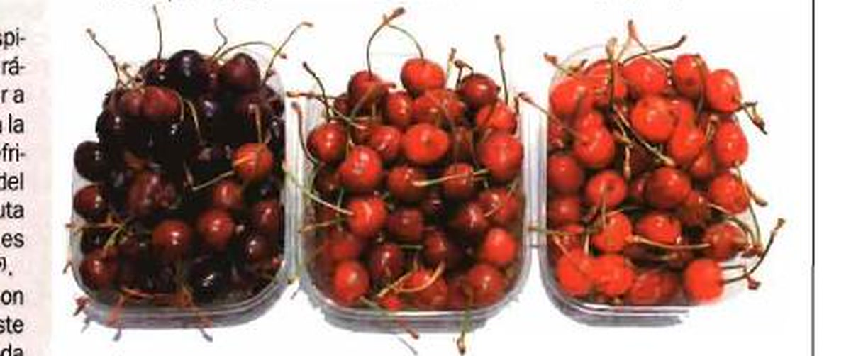 Manejo: Poscosecha preventiva de cereza: qué revisar antes de que el lote llegue a central