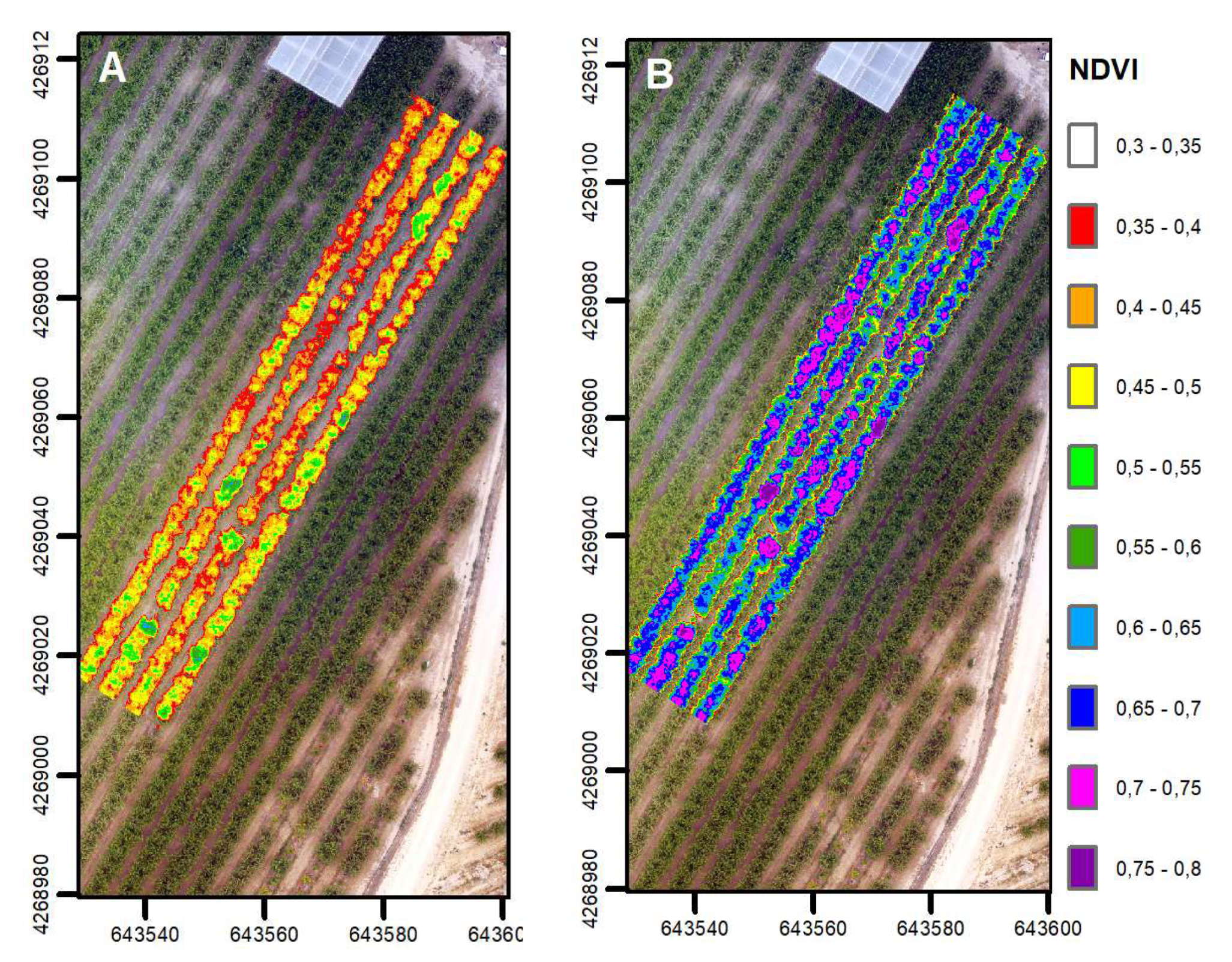 Drones y NDVI en cerezo: detectar estrés hídrico antes de perder calibre