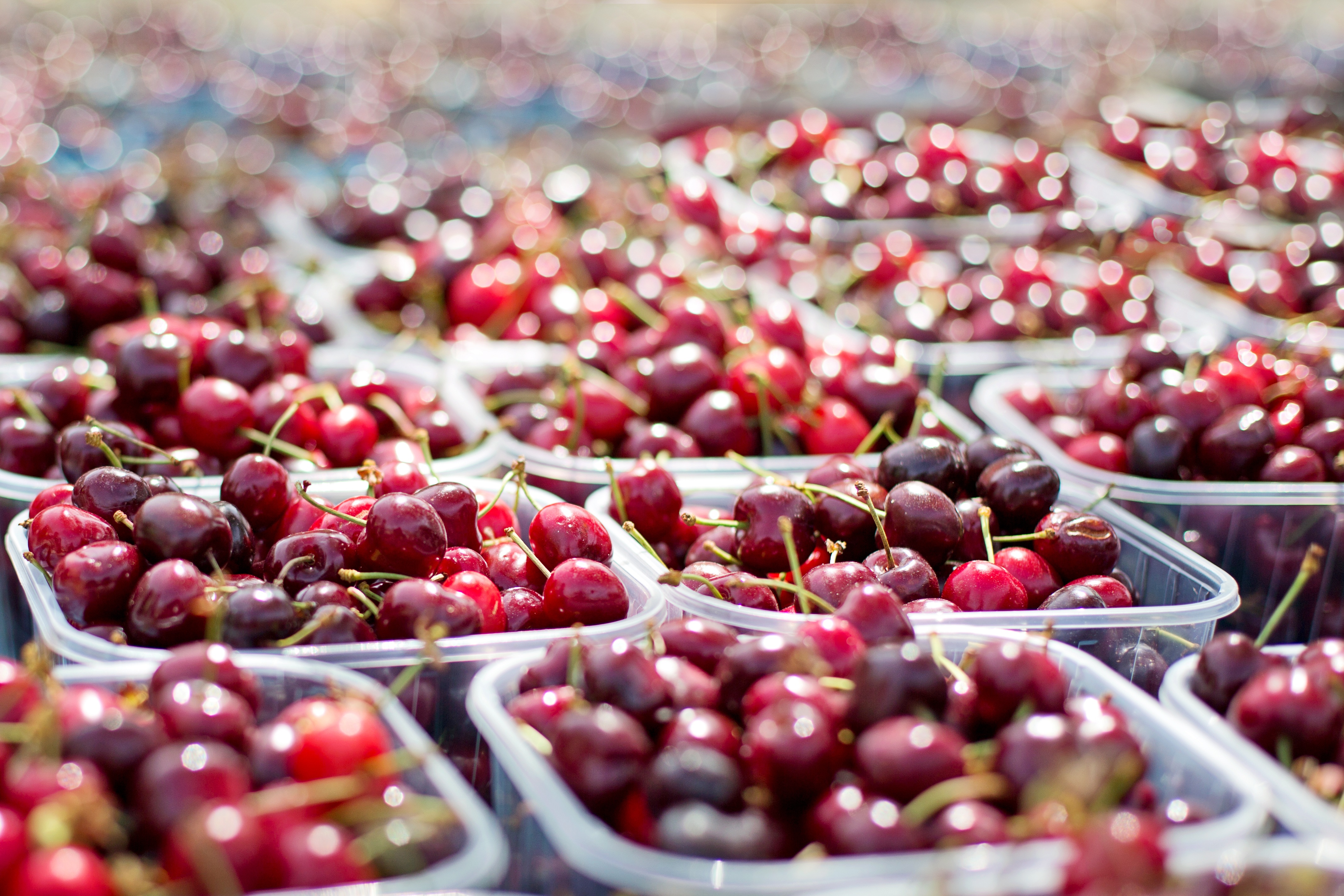 Exportar cereza chilena desde Maule: frío, firmeza y programa comercial