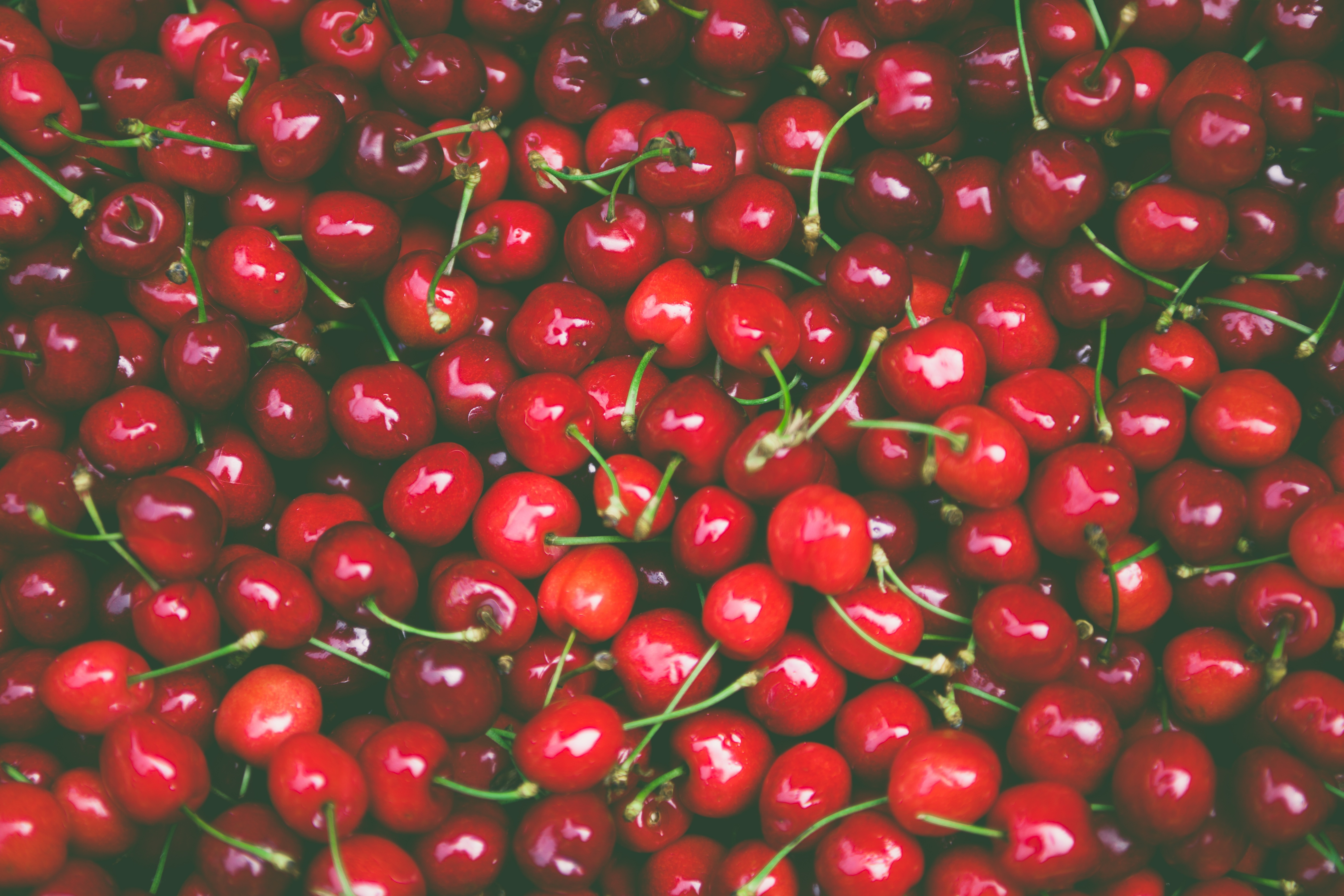 Variedades de cereza en Araucanía: calibre, ventana y expectativa comercial