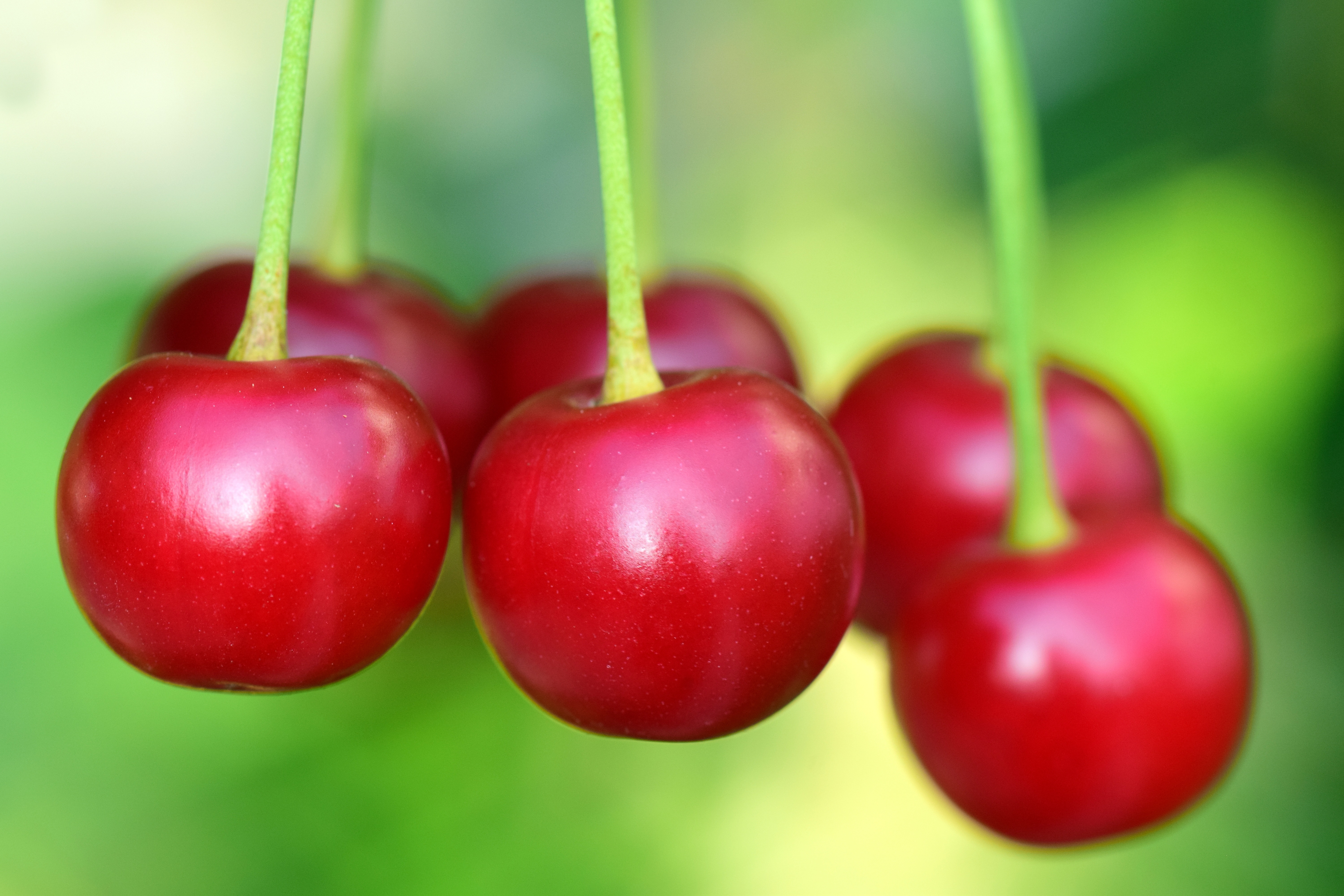Exportar cereza chilena desde Biobío: frío, firmeza y programa comercial