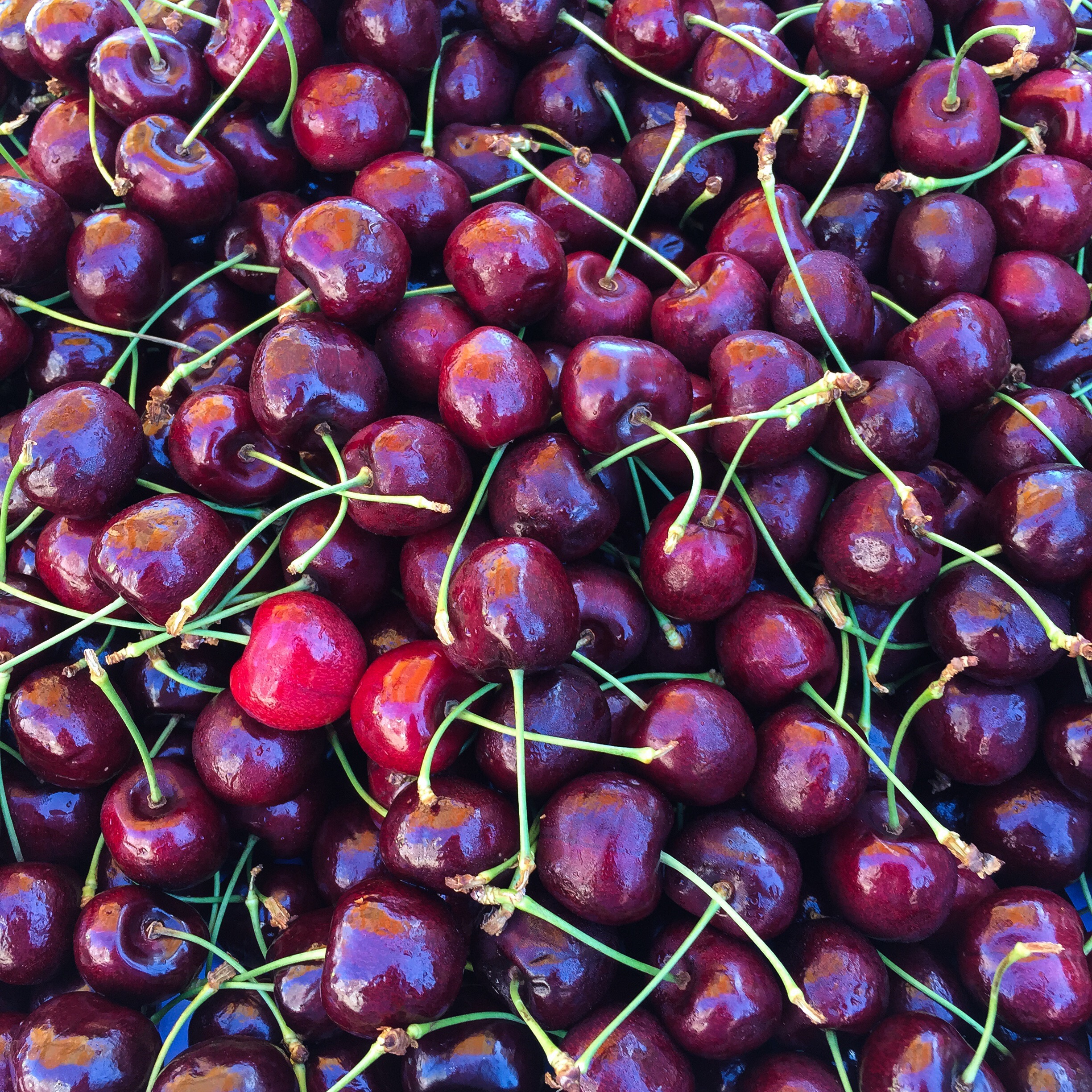 Exportar cereza chilena desde Ñuble: frío, firmeza y programa comercial