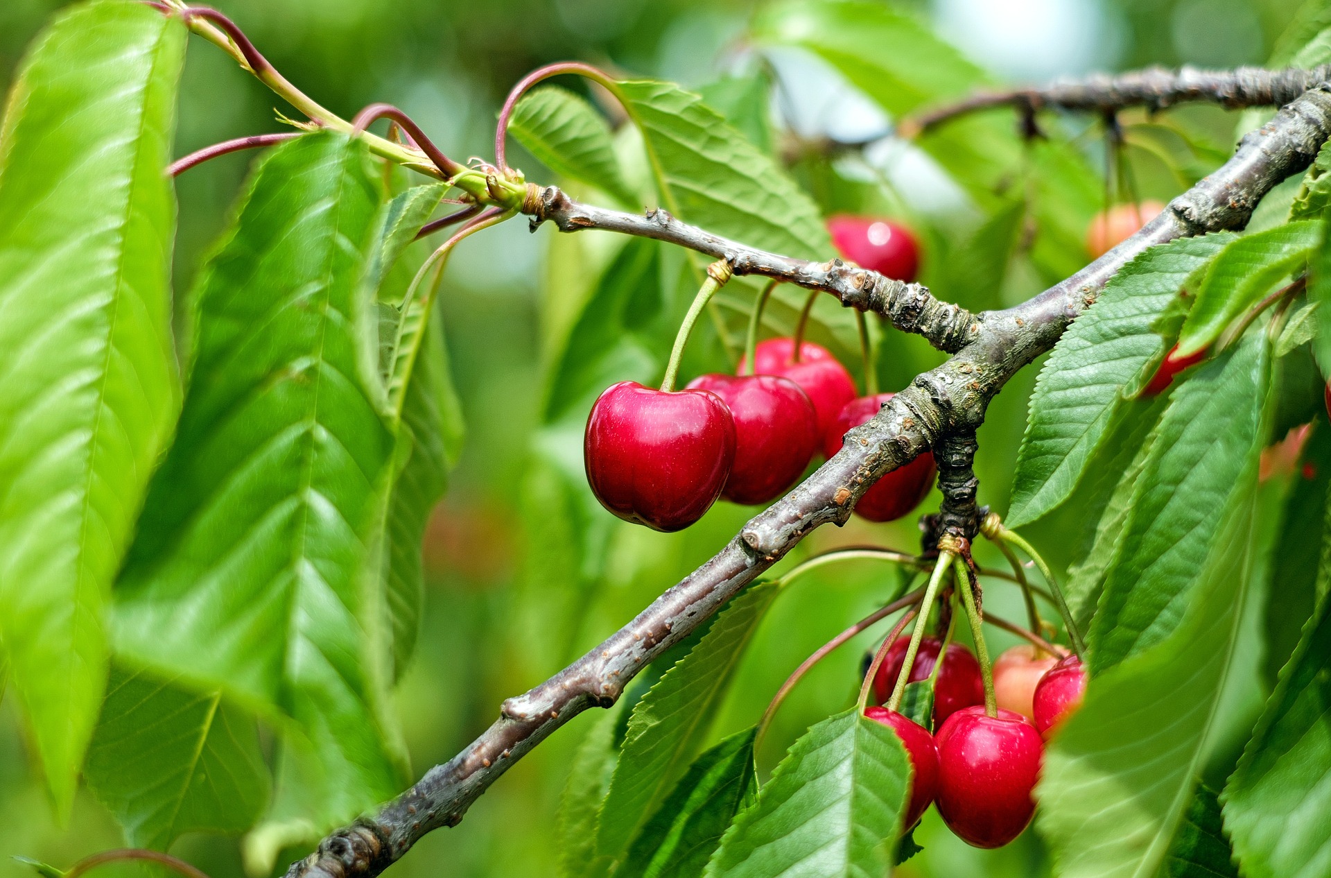 Variedades de cereza en O’Higgins: calibre, ventana y expectativa comercial
