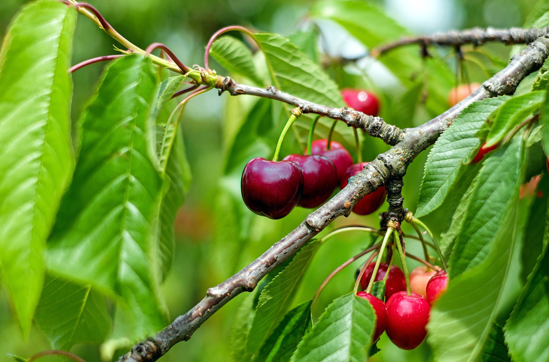 Cereza chilena en Ñuble: cosecha, calibre y destino deben leerse juntos