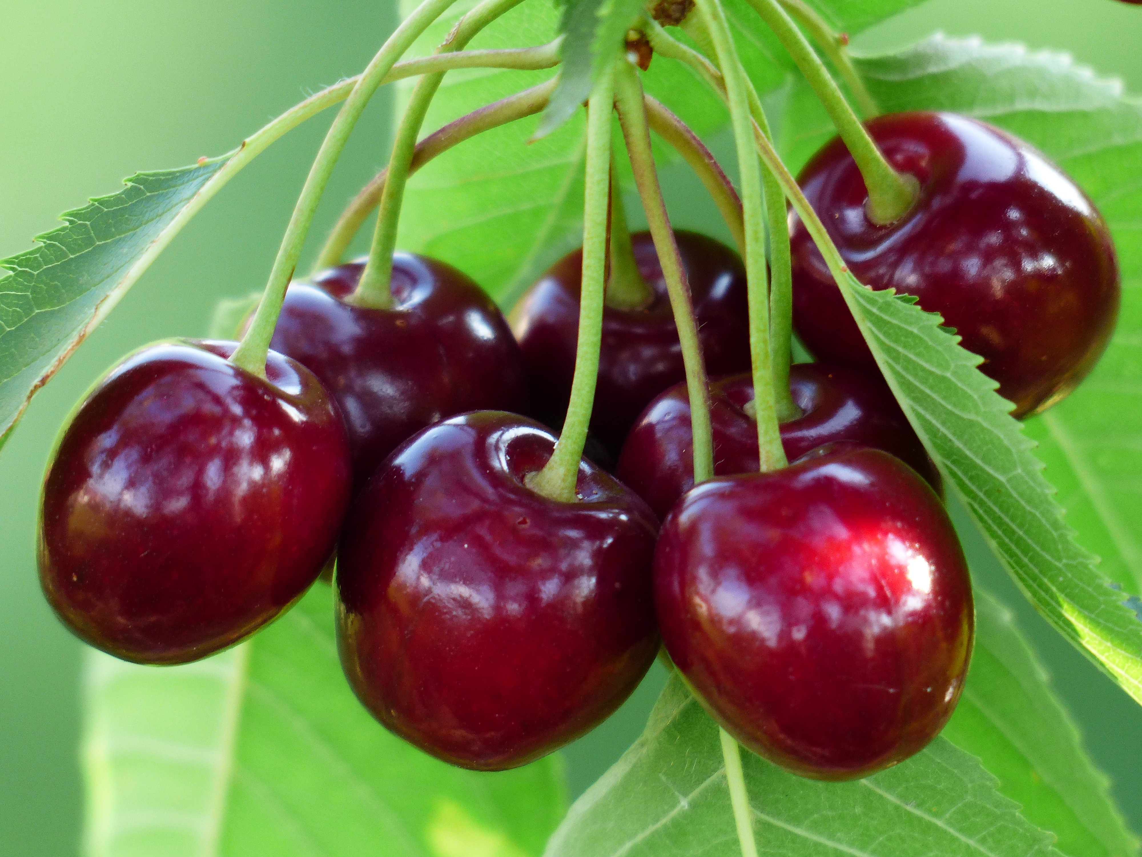 Variedades de cereza en O’Higgins: calibre, ventana y expectativa comercial