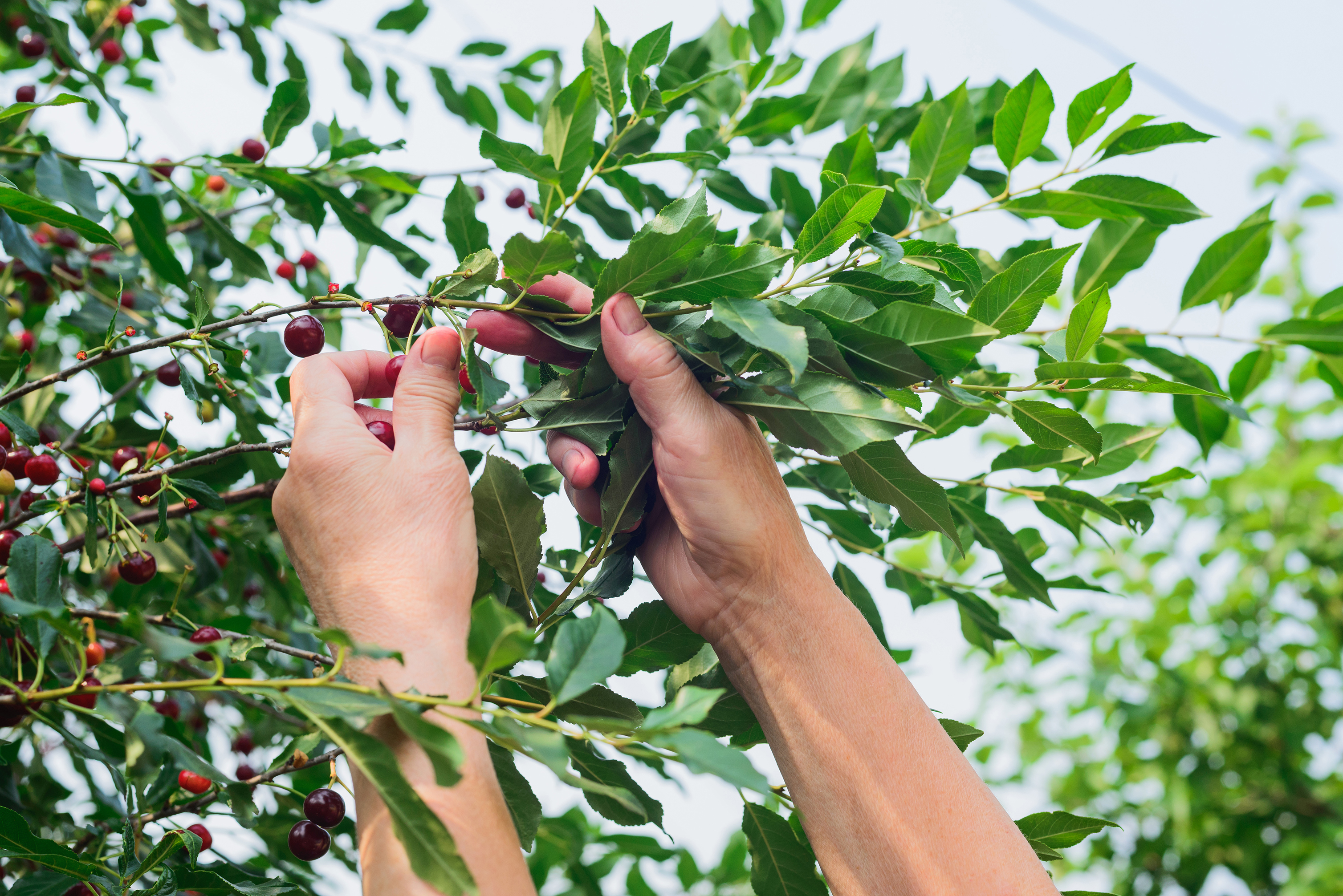 Variedades y calibre en cereza: ordenar expectativas antes de cosecha