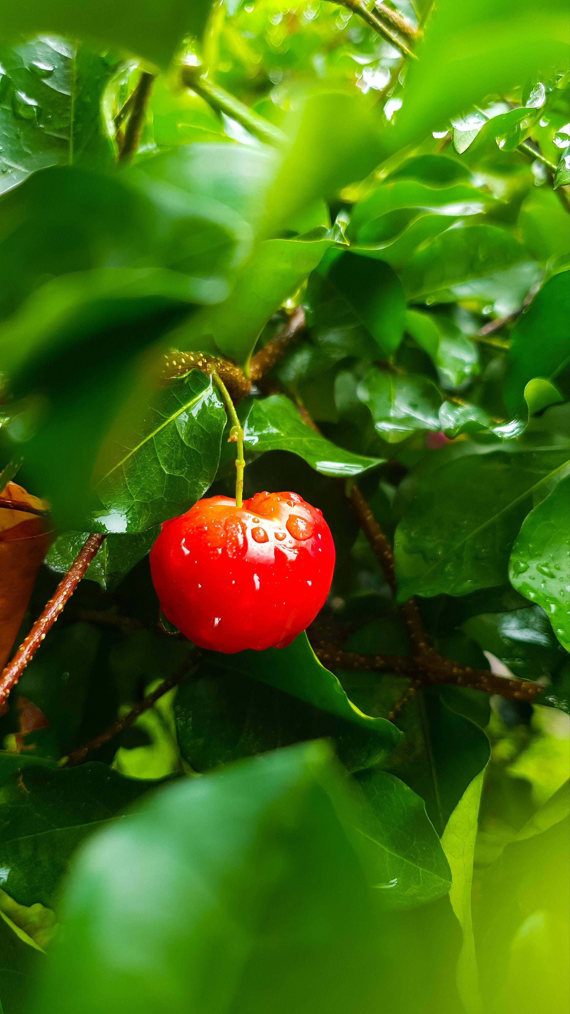 Chubut lidera exportaciones de cerezas en 2026, desplazando a Río Negro