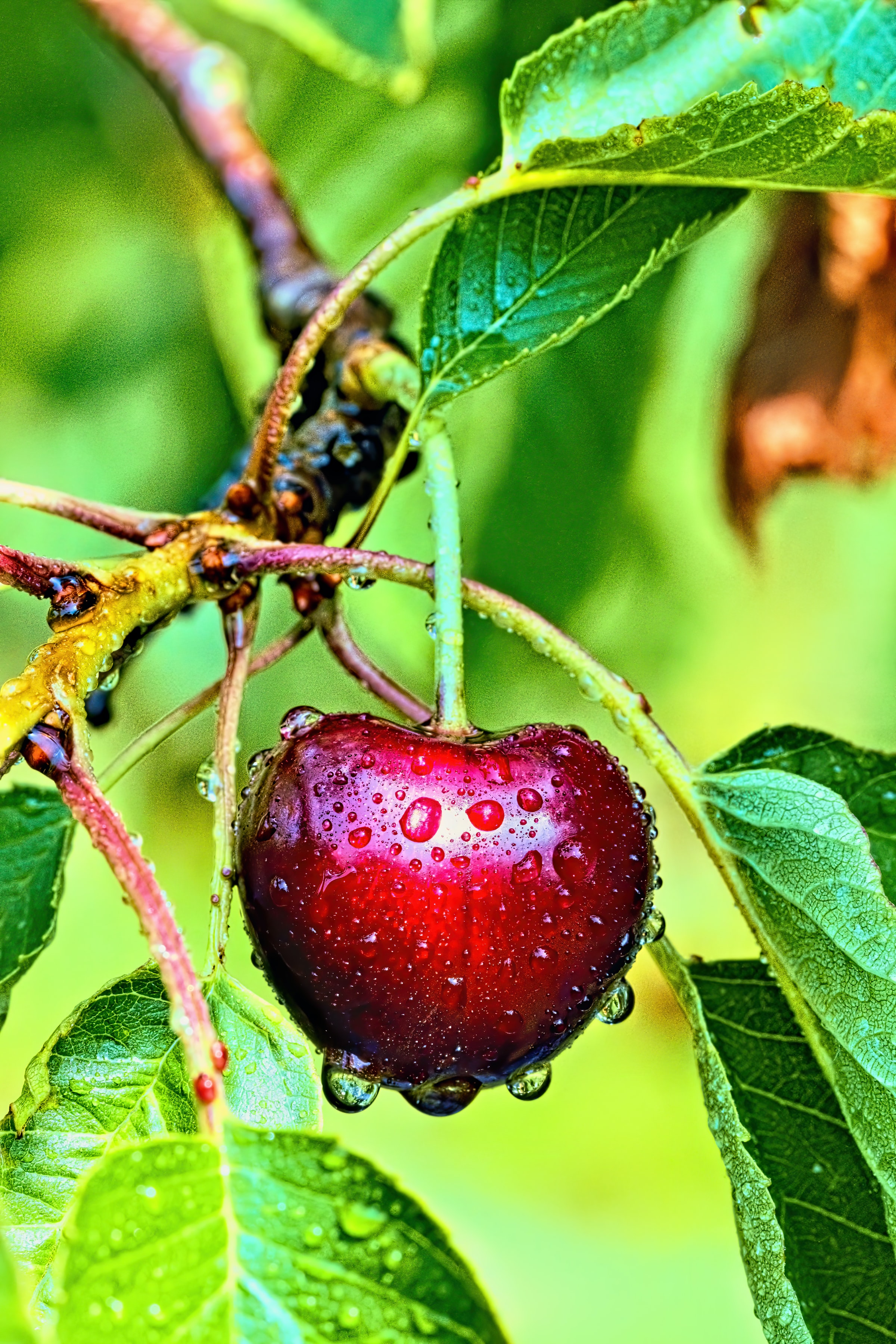 Crecimiento de las exportaciones de cerezas argentinas a China en 2026