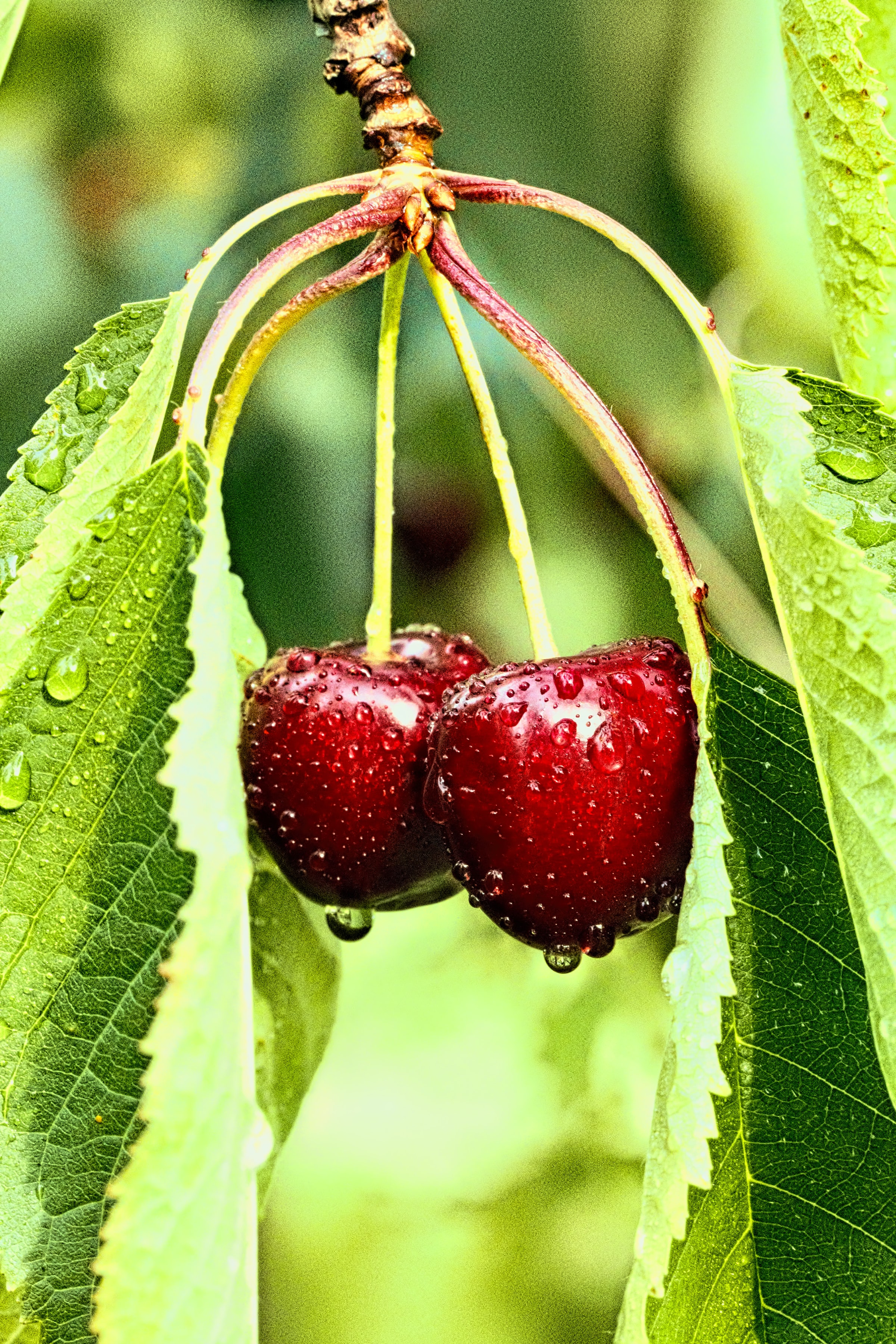 Mercados: Impacto de la creciente oferta de cerezas chilenas en el mercado chino: precios y tendencias recientes