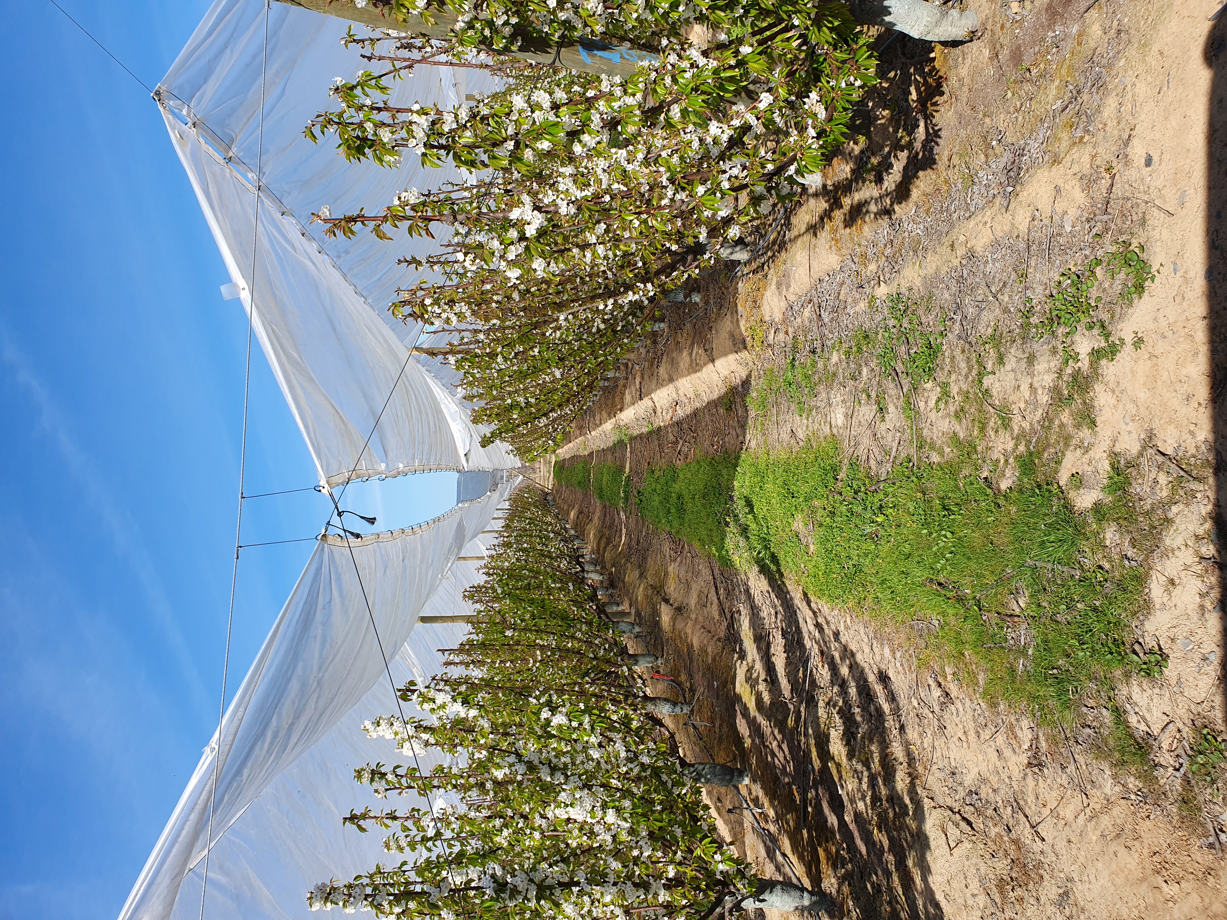Clima y Heladas: La madera del cerezo también cambia de temperatura bajo sombra