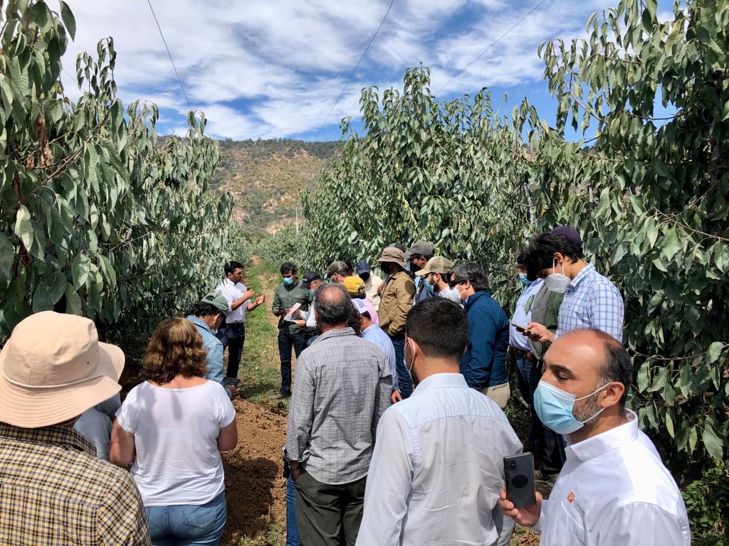 El envío de cerezas a China empieza en tus registros
