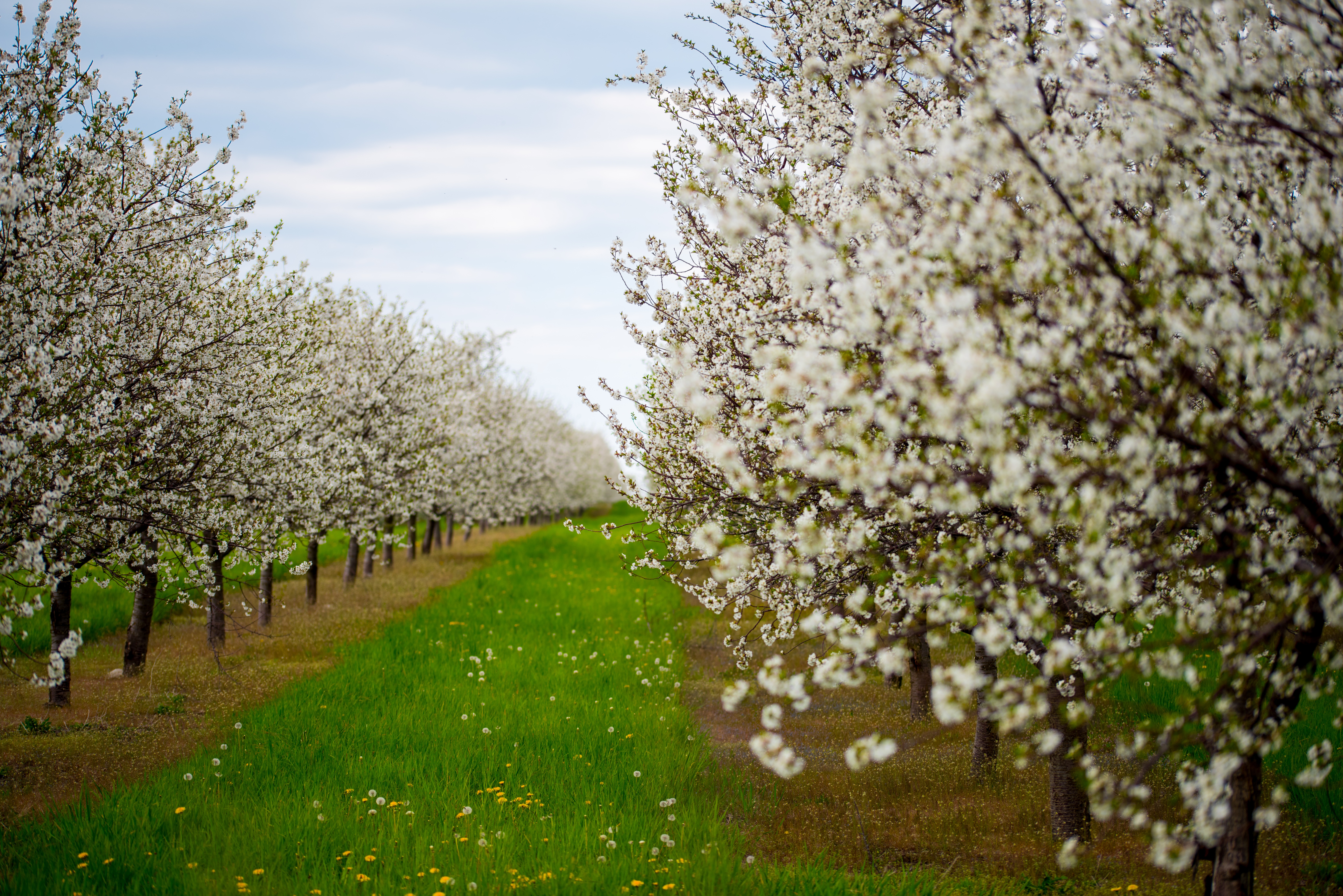 Mercados: De Chile a Inglaterra: la apuesta de San Clemente por producir cerezas con talento local en Europa
