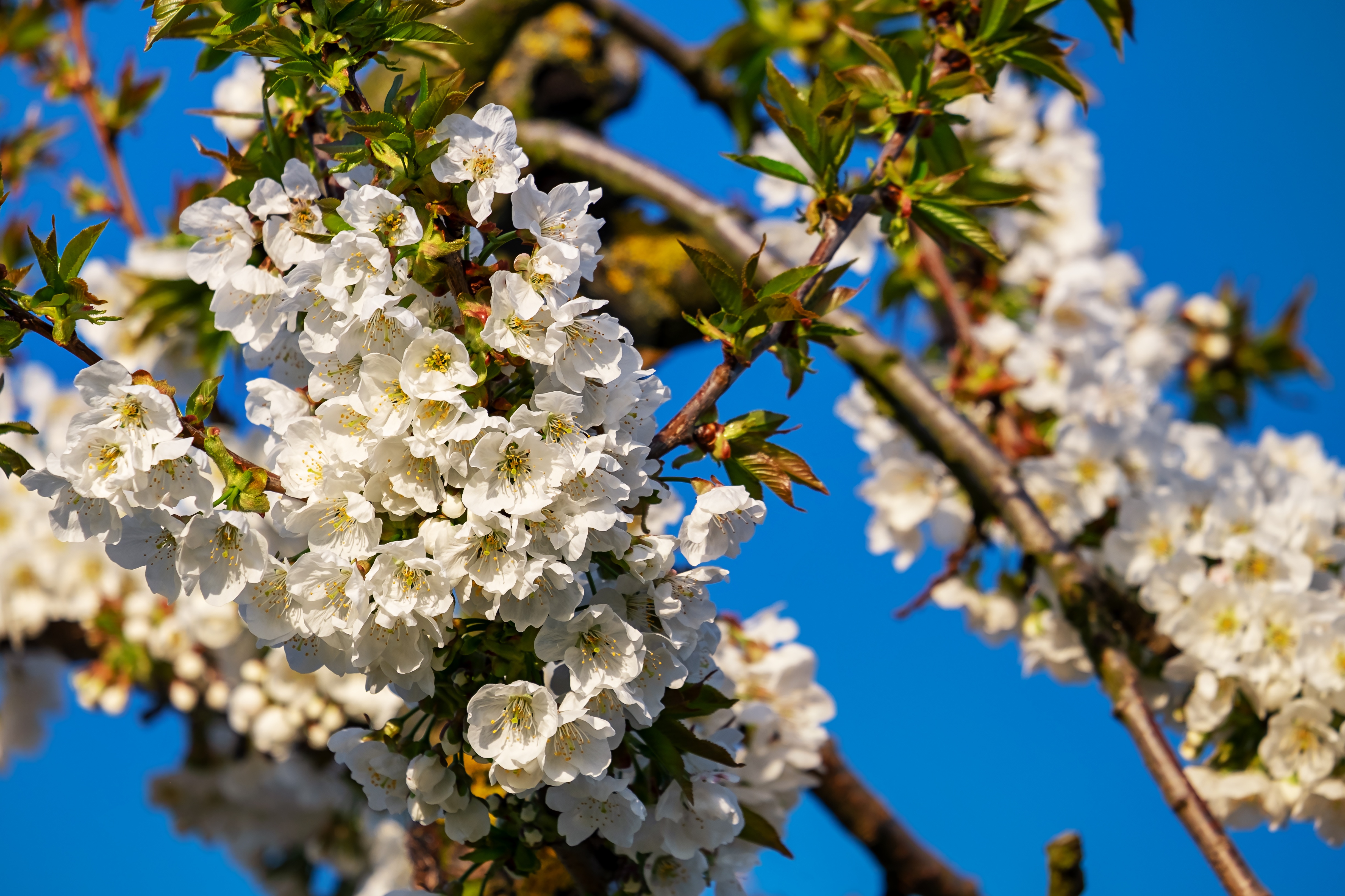 Mercados: USDA pronostica caída del 17% en cereza dulce en EE.UU.: 311,000 toneladas en 2026 tras heladas de primavera