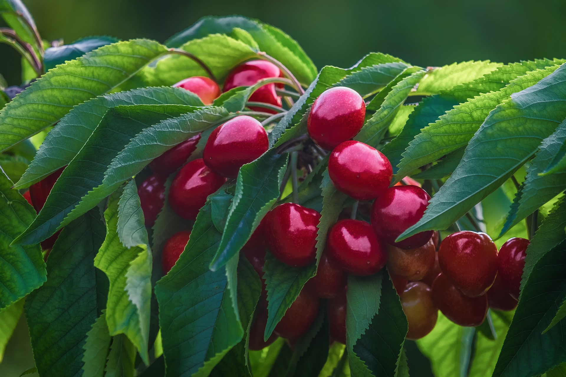 Manejo: Estimaciones de la cosecha de cerezas en Estados Unidos para la temporada 2025-2026