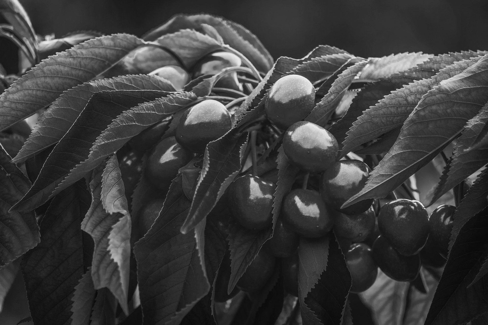 Mercados: Pronóstico de la cosecha de cerezas en Estados Unidos para 2026: estimaciones y perspectivas
