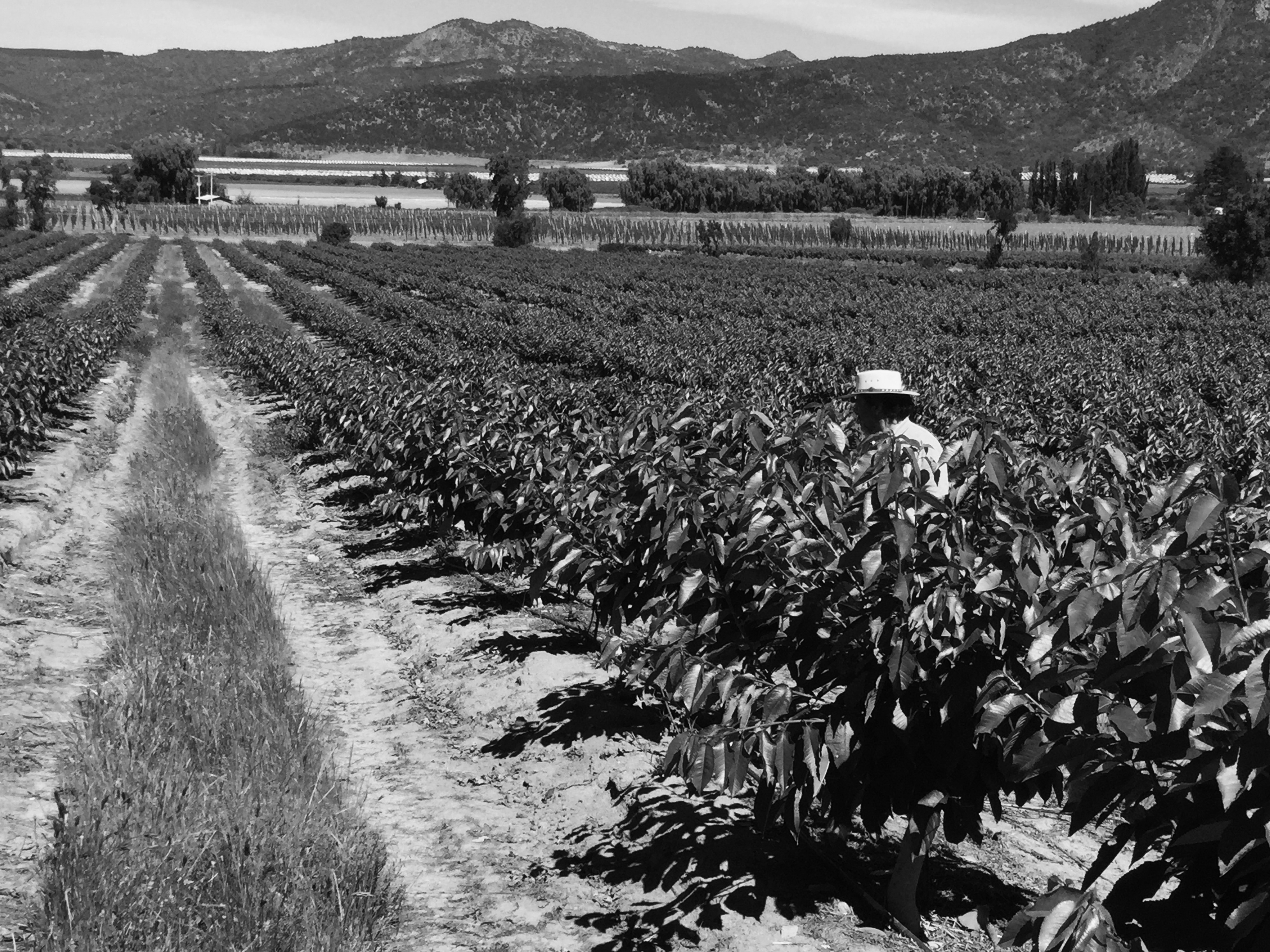 Teledetección en cerezo: usar mapas y sensores para decidir mejor